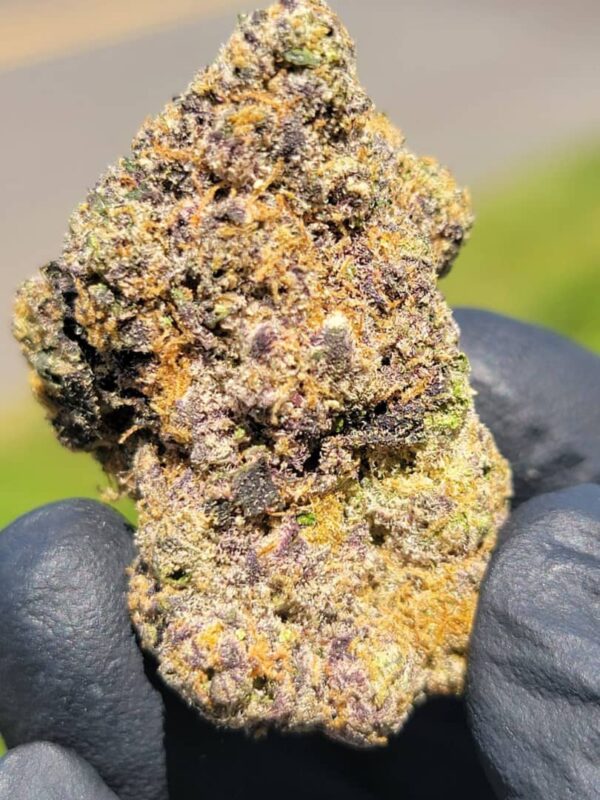 Buy Alien Labs Motorbreath Marijuana Strain Online Florida