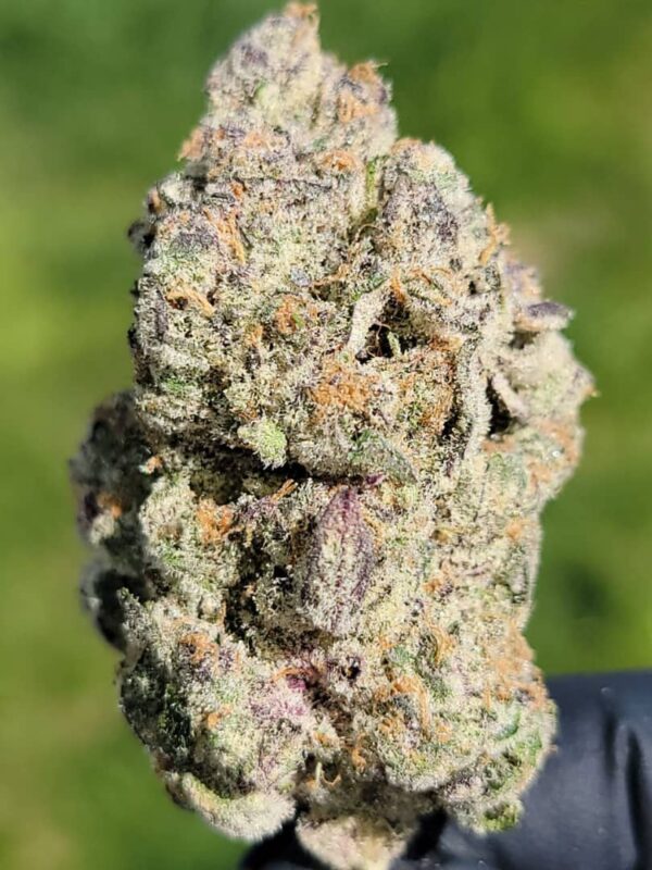 Buy AlienLabs Gelato 41 Marijuana Strain Online Florida