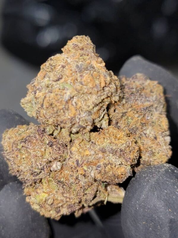 Buy Backpackboyz Blue Gotti Marijuana Strain Online Florida