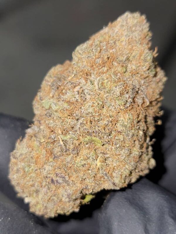 Buy Backpackboyz Lemon Cherry Gelato Marijuana Strain Online Florida