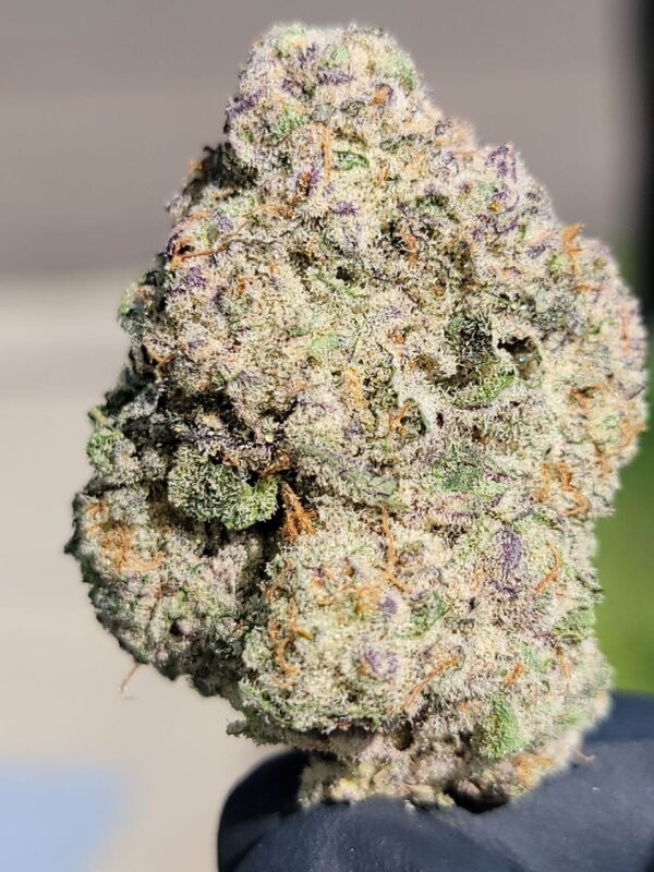 Buy Berner Cookies Gary Payton Marijuana Strain Online Florida