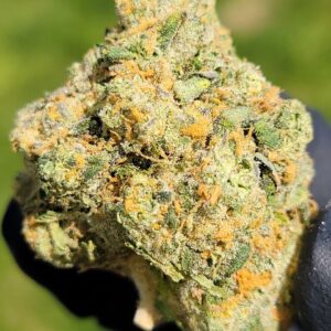 Buy Jungleboys Zack Pie Marijuana Strain Online Florida