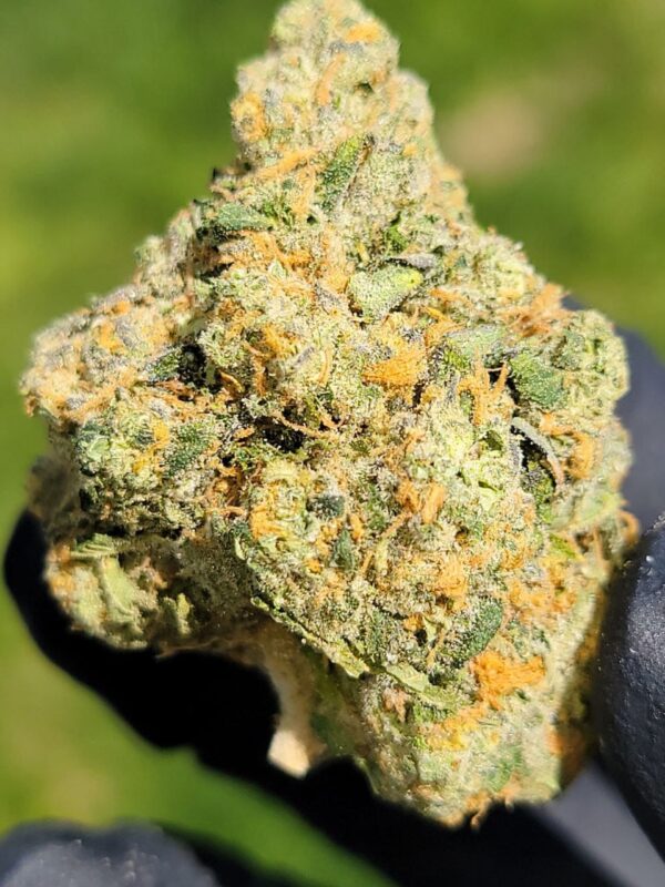 Buy Jungleboys Zack Pie Marijuana Strain Online Florida